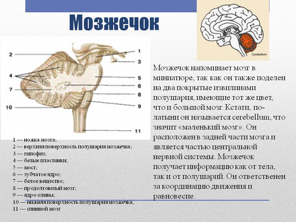 мозжечок