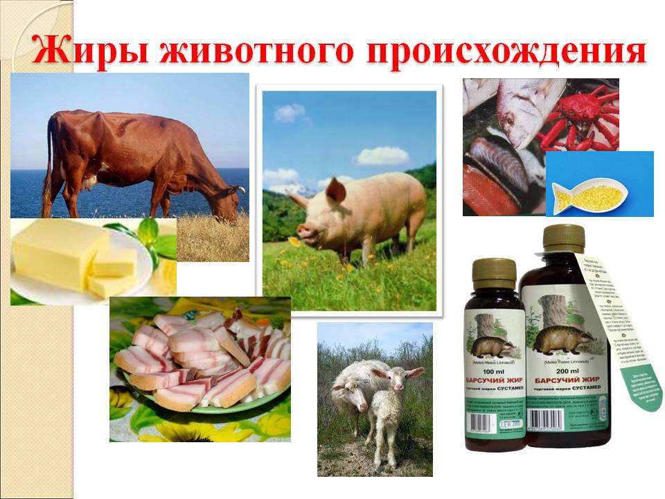 жиры животного происхождения