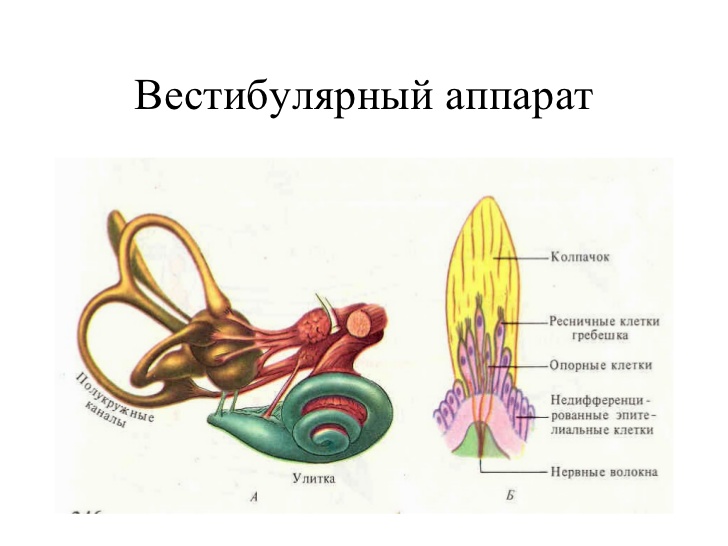вестибулярный аппарата