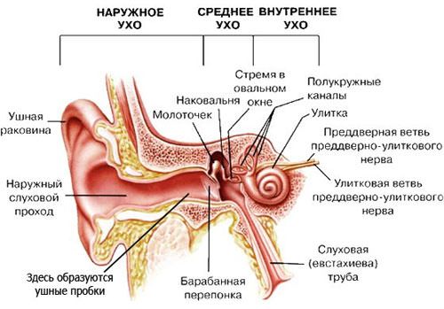 Неврит уха
