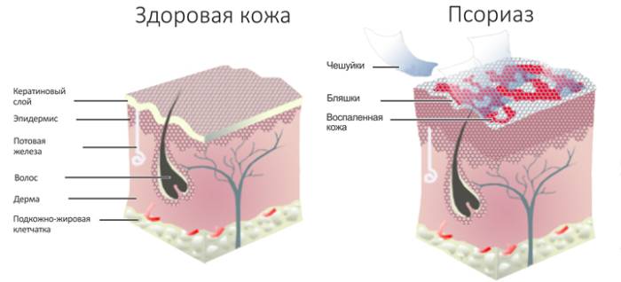 строение кожи