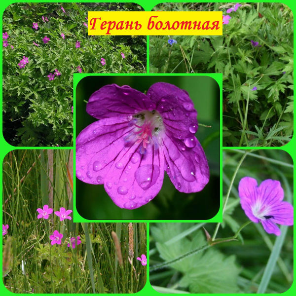 герань болотная