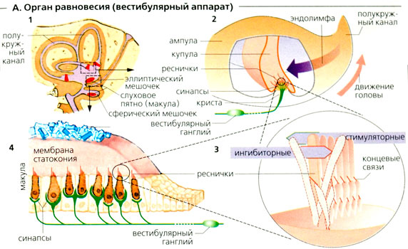 вестибулярный апарат