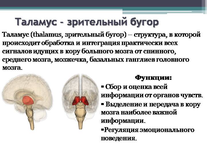 зрительный бугор мозга