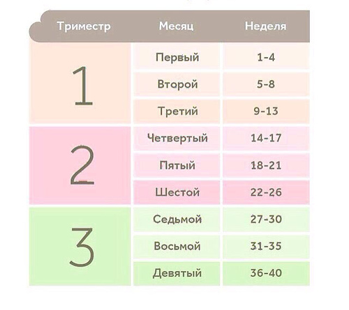 триместр беременности