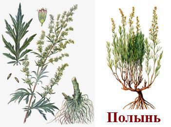 полынь
