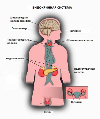 эндокринная система