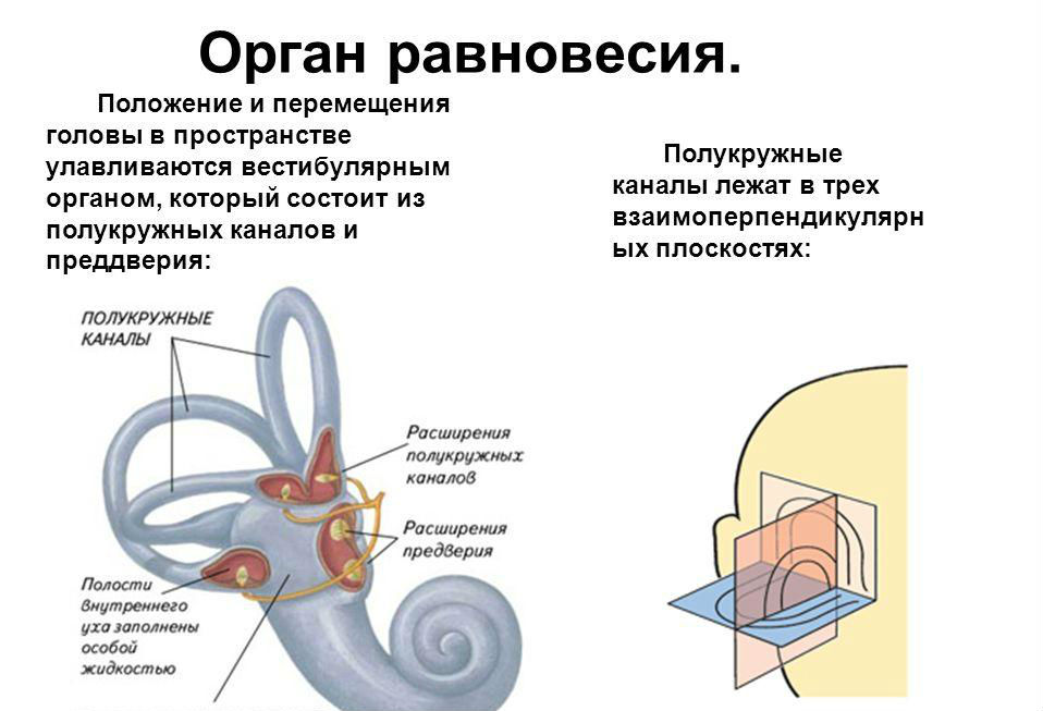 Орган равновесия
