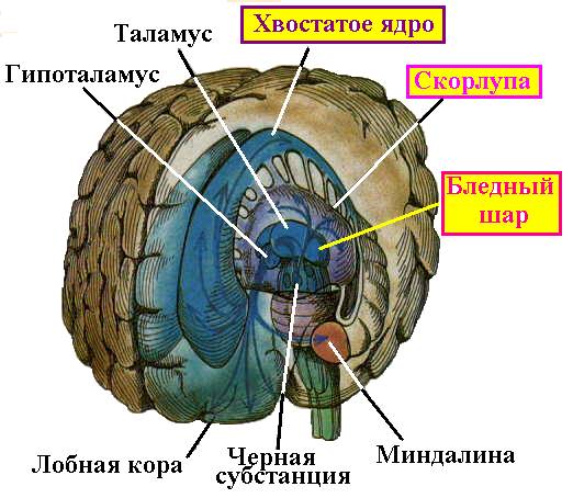 строение головного мозга