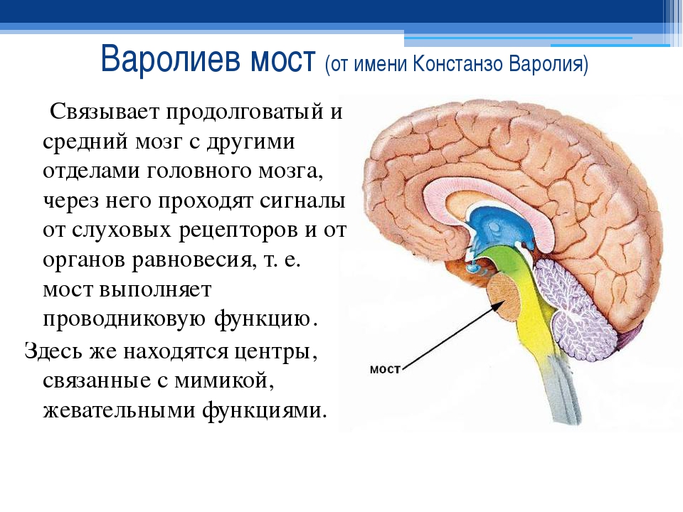 варолиев мост
