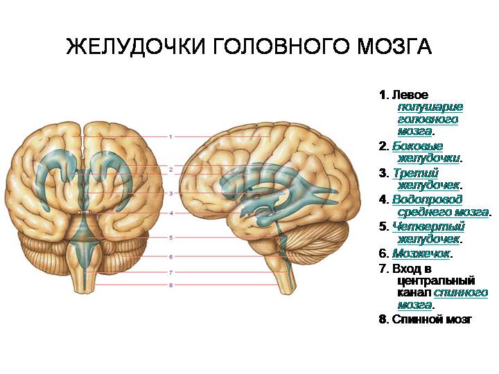 строение мозга