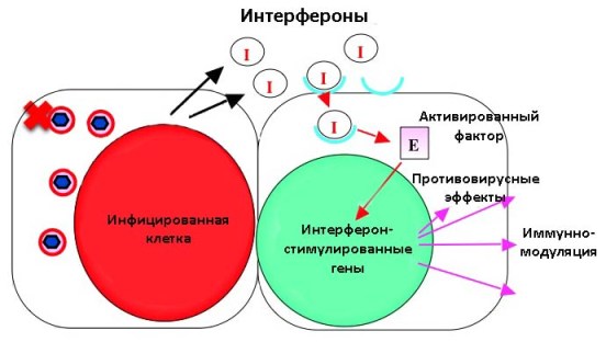 Интерферон