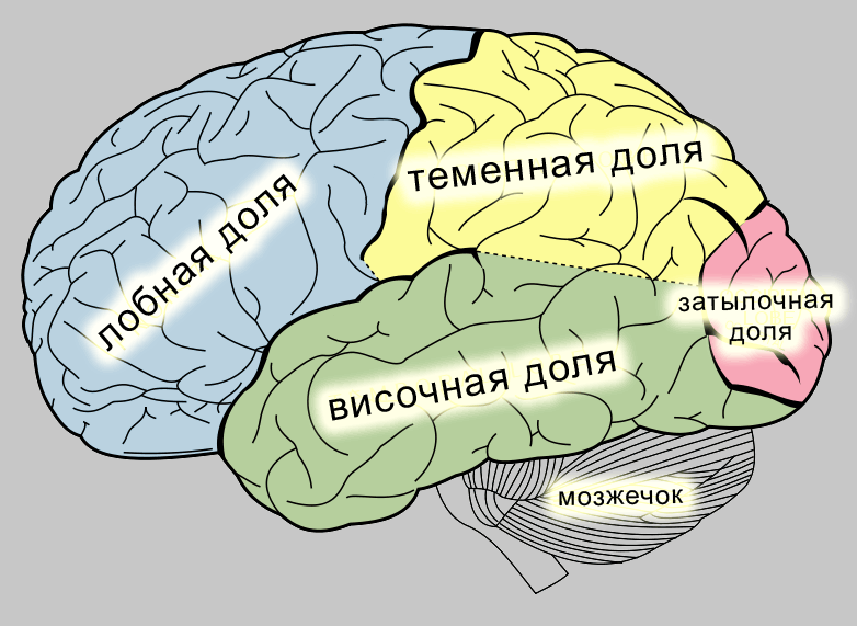зоны мозга