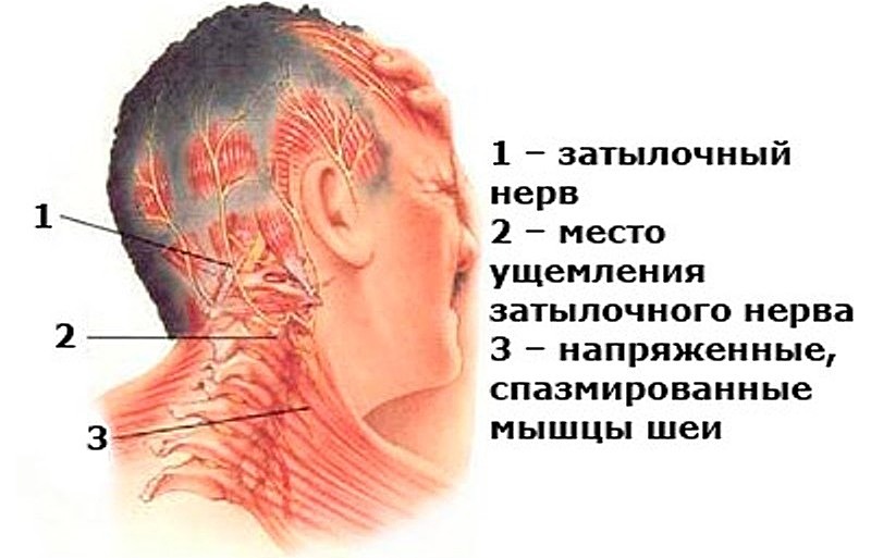 строение мышц шеи и головы