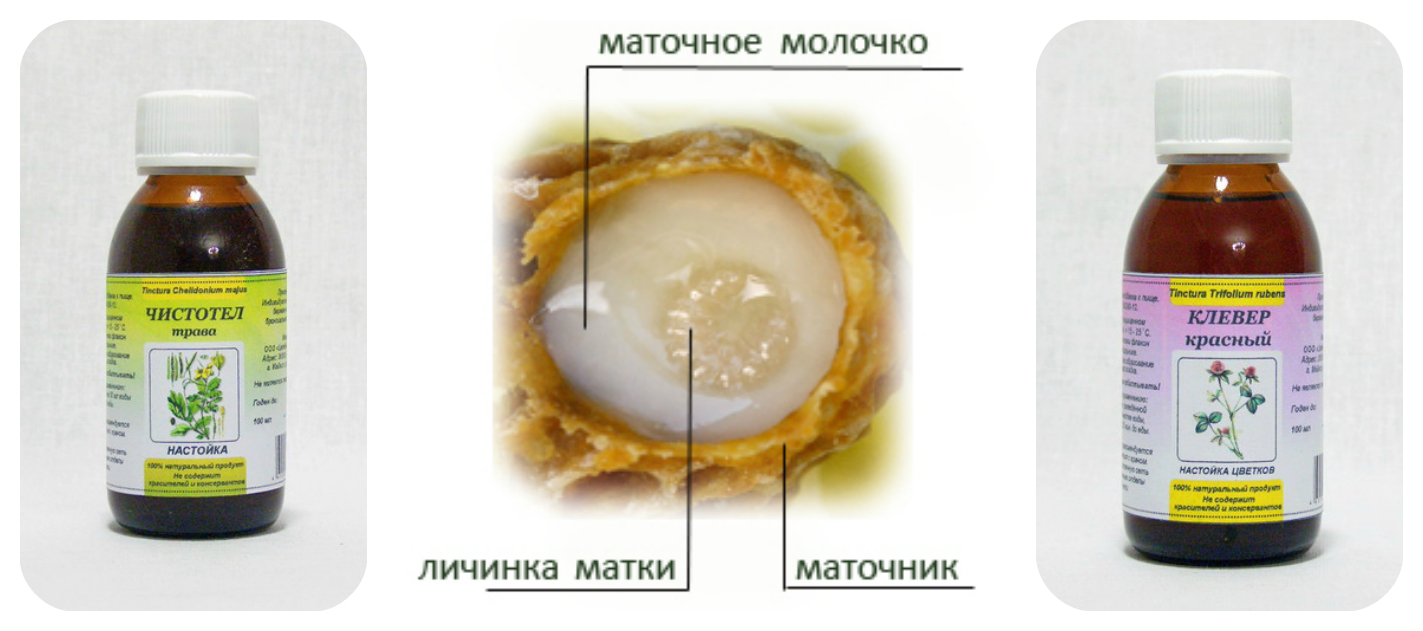 настойка клевера, чистотела. пчелиное молоко
