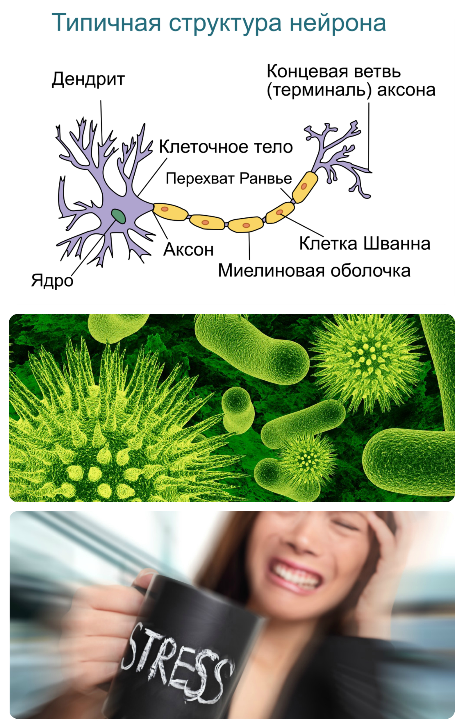 вирусы, разрушение миелиновой оболочки и стресс