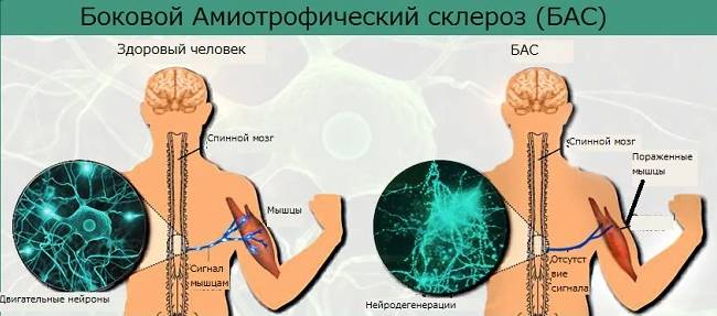 БАС