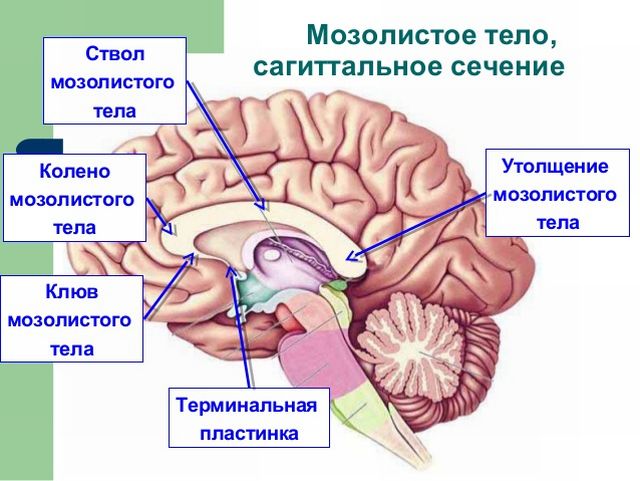 Мозолистое тело