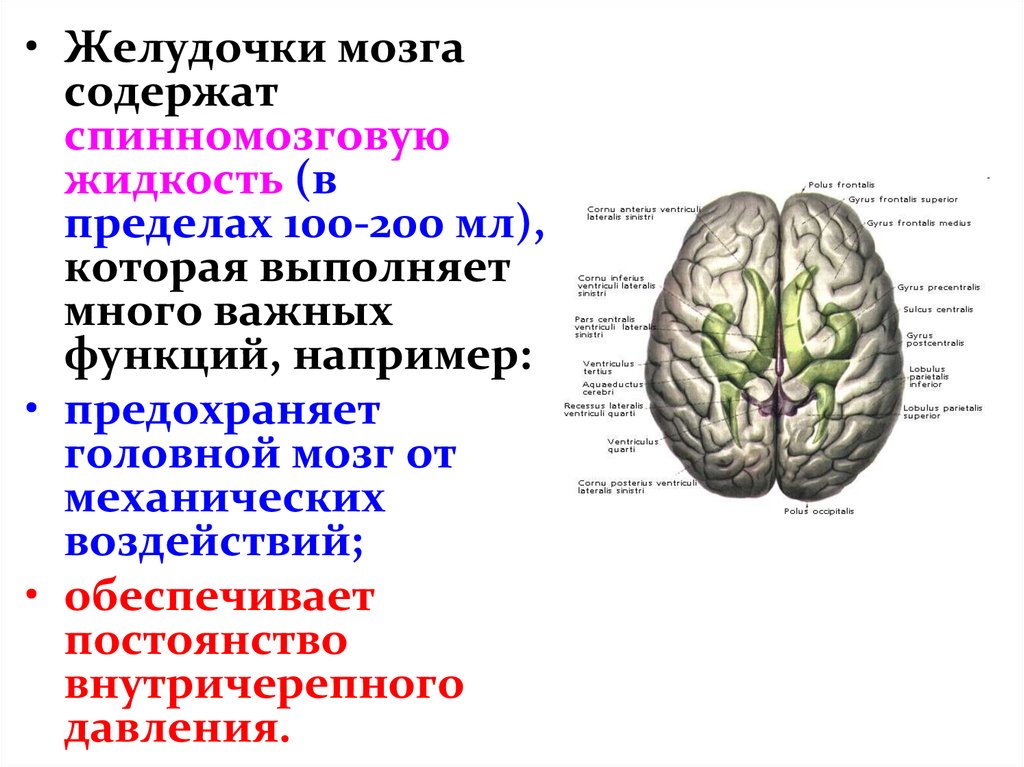 Функции желудочков головного мозга