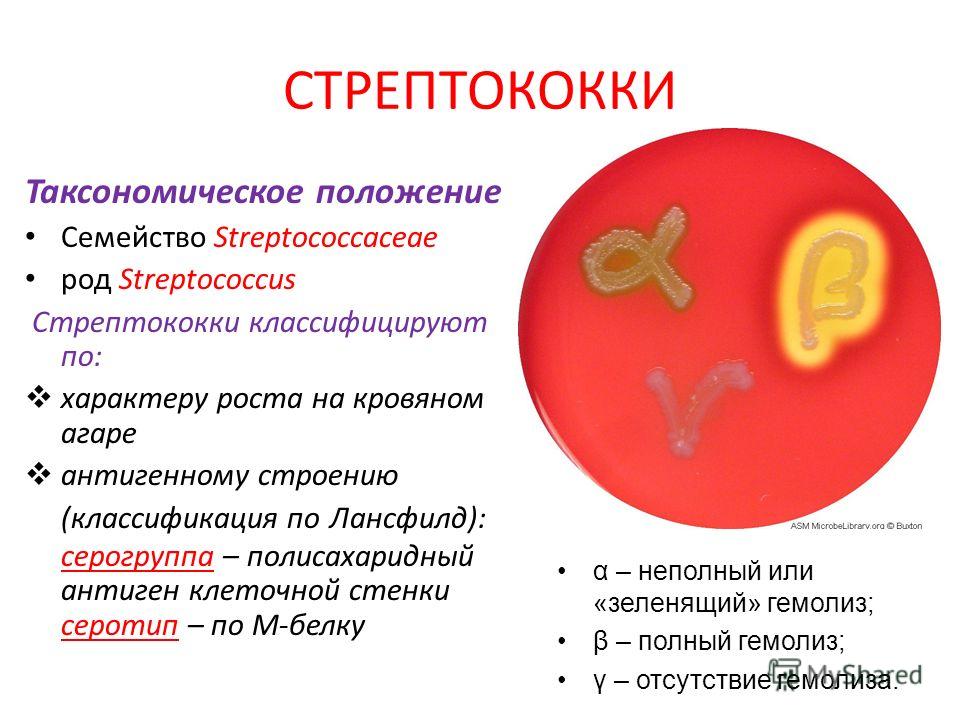 стрептококки
