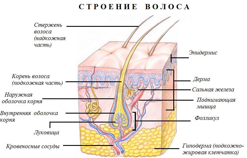 строение волоса