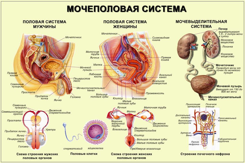 мочеполовая система