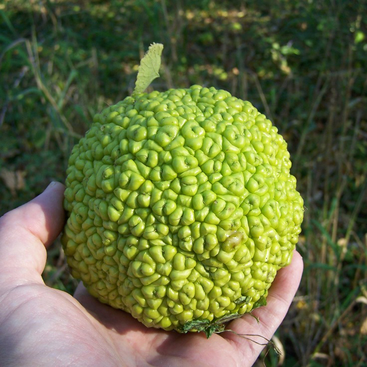 Адамово яблоко
