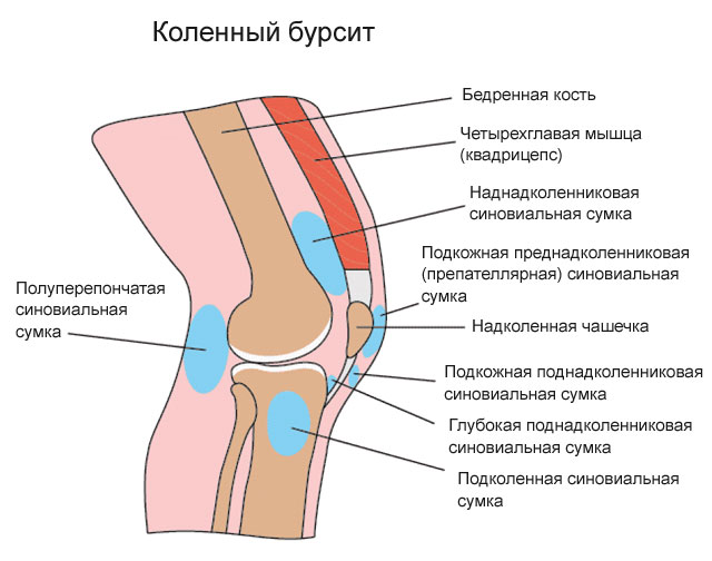 Анатомия колена