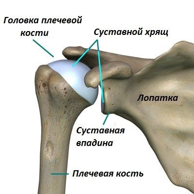 Articulatio humeri
