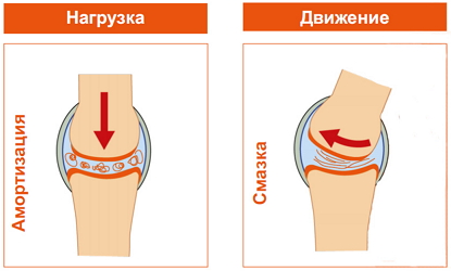 Функции суставной жидкости