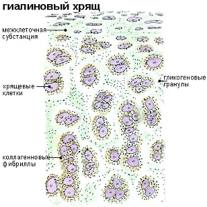 «Пиаскледин» способен улучшить состояние гиалинового хряща