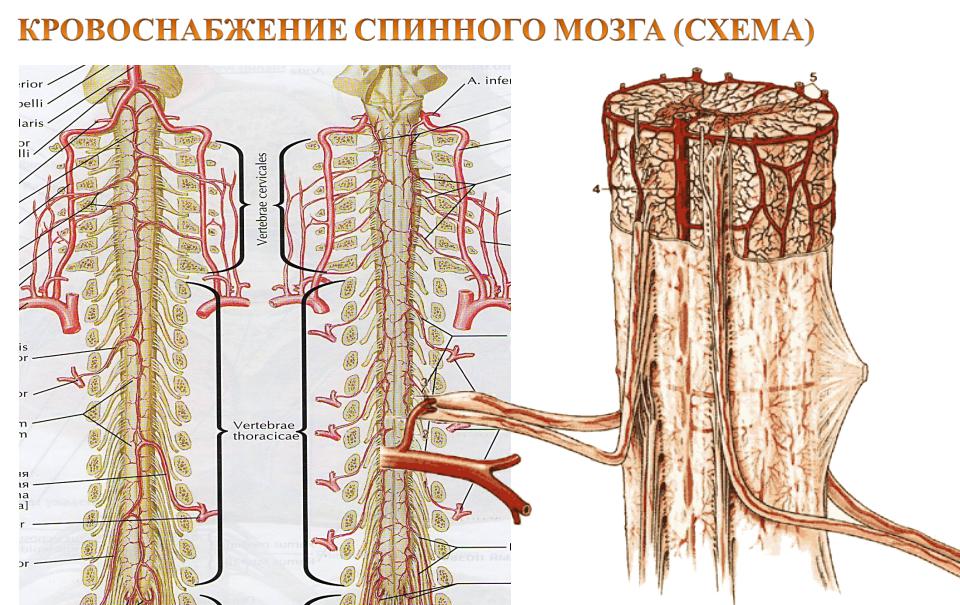 Схема кровоснабжения спинного мозга