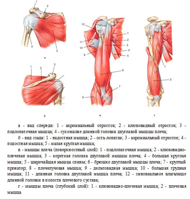 Мышцы, обеспечивающие движения