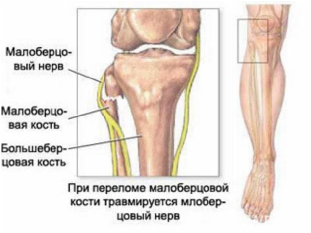 нервы нижней конечности