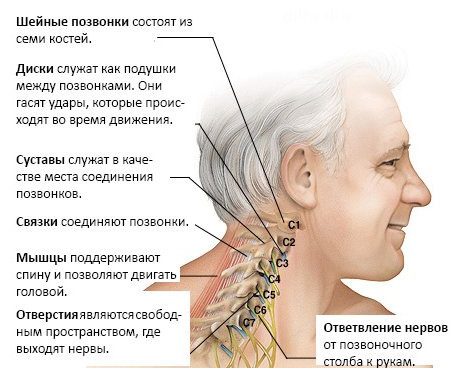 Позвоночник окружён околосуставными тканями
