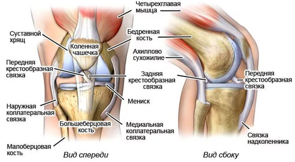 Строение и функции коленного сустава