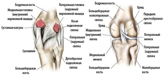 строение коленного сустава