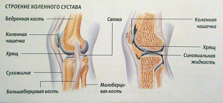 Строение коленного сустава