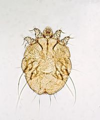 Sarcoptes scabiei