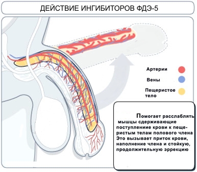 действие ингибиторов ФДЭ-5 (схема)