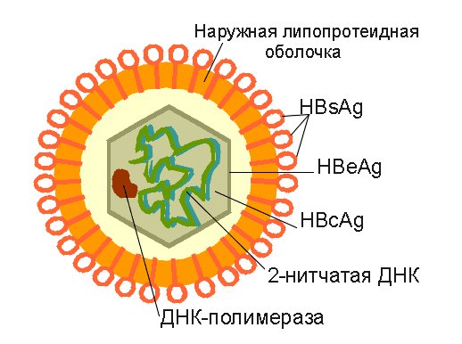 Обильная кокковая флора в мазке