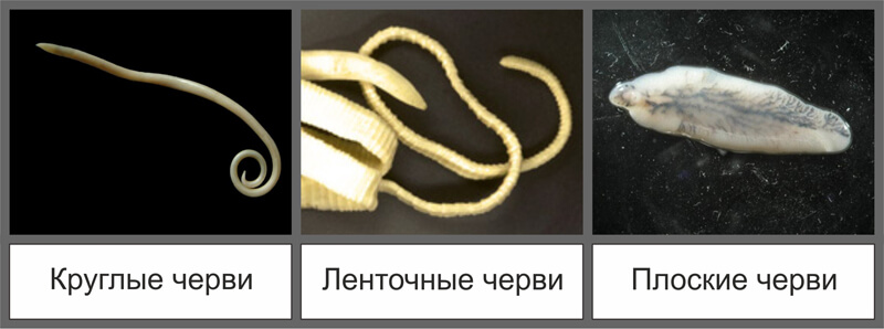 Виды глистов