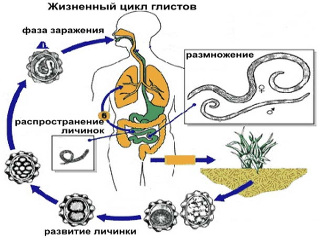 Лечение паразитов народными средствами
