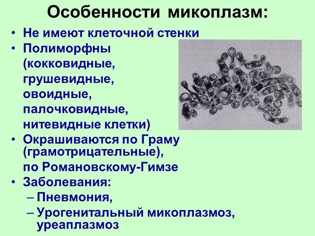 Как выглядит mycoplasma genitalium