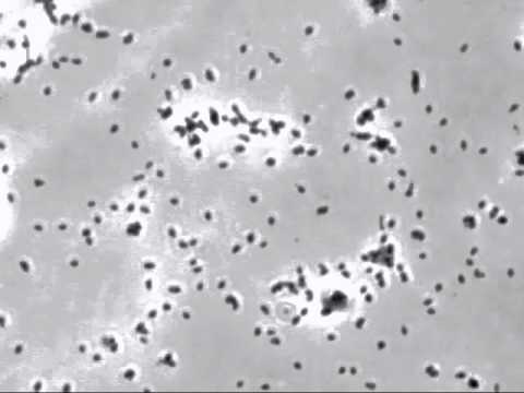 Как лечится mycoplasma genitalium у женщин и мужчин