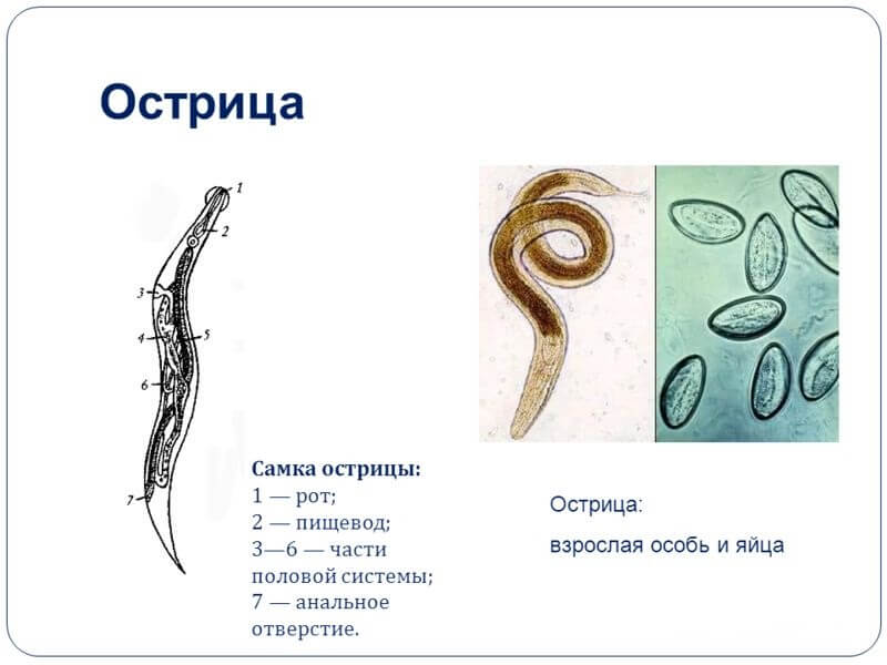 Острица