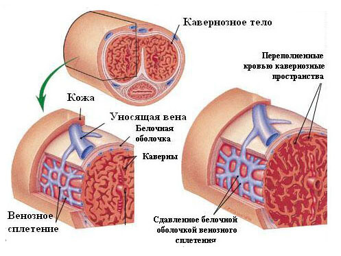 Как у мужчин наступает импотенция
