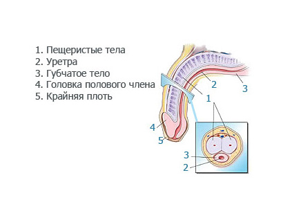 Строение пениса