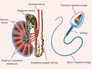 Правое яичко у мужчин