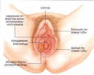 Выделения из клитора